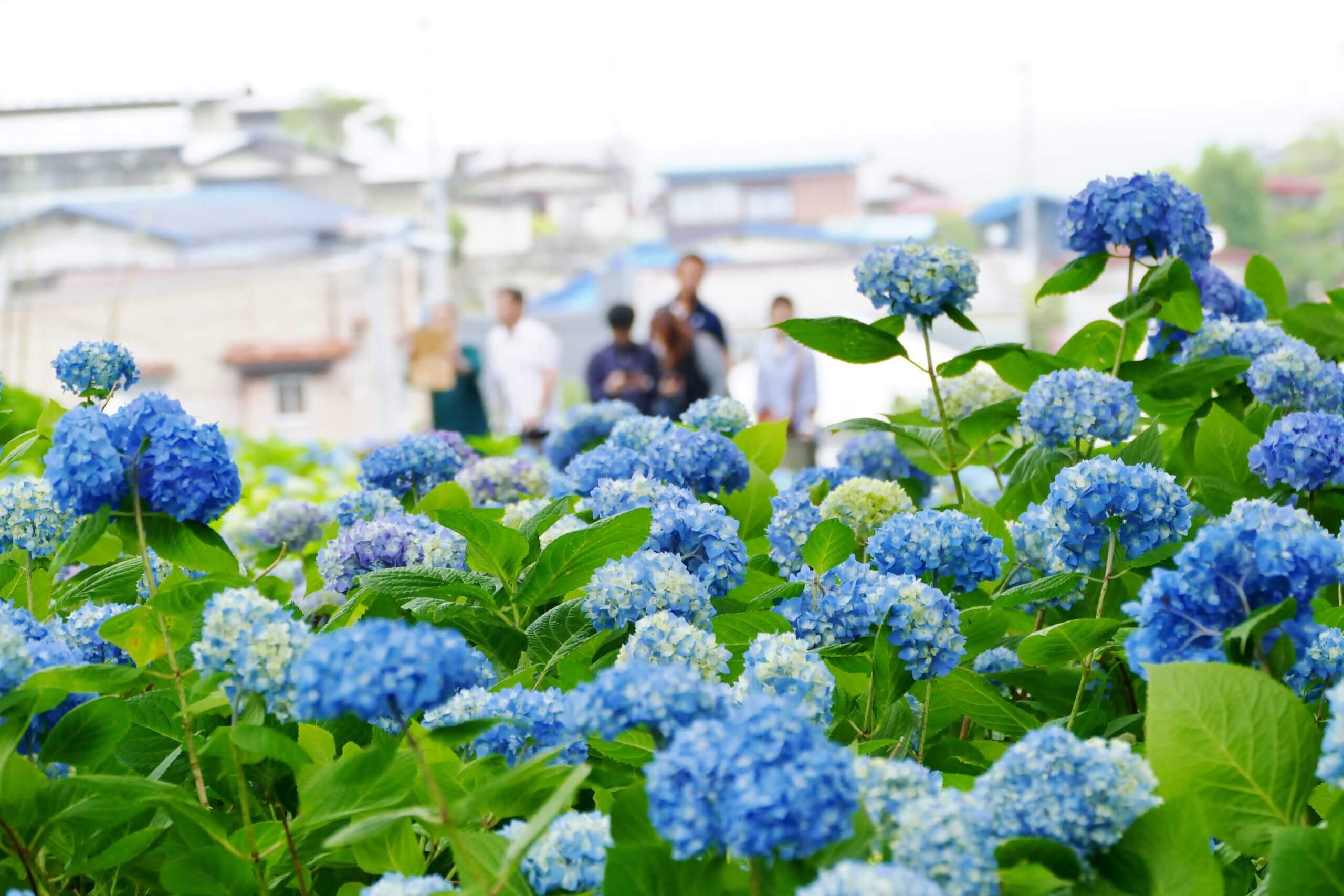 梅雨時のレジャーやロケーションフォトに 首都圏の紫陽花の名所6選 Photopedia フォトペディア 運営 スタジオポスト 子供写真館スタジオポスト